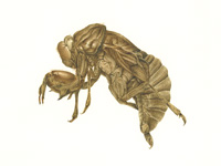 cicadashell